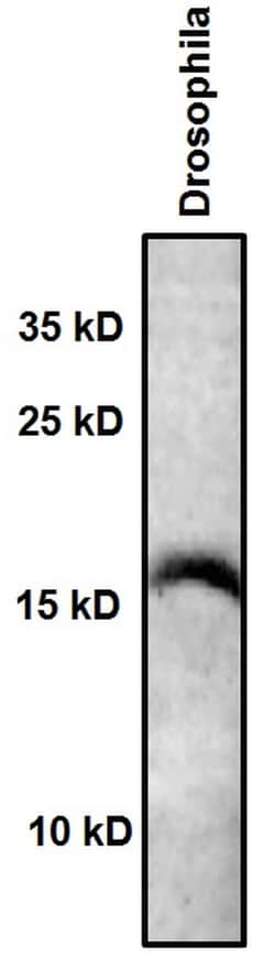 Invitrogen H3K9ac Recombinant Rabbit Monoclonal Antibody (17H12L11) 100