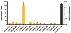 Invitrogen H3R2me1 Recombinant Superclonal Antibody 100 &mu;g; Unconjugated:Antibodies,