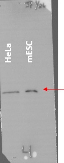 Invitrogen Histone H4 Recombinant Rabbit Monoclonal Antibody (SD209-04)