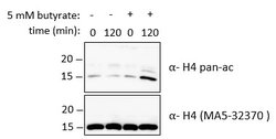 Invitrogen Histone H4 Recombinant Rabbit Monoclonal Antibody (SD209-04)