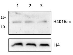 Invitrogen H4K16ac Monoclonal Antibody (GT1271), ChIP-Verified:Antibodies:Primary