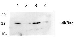 Invitrogen H4K8ac Recombinant Superclonal Antibody (9HCLC), ChIP-Verified 100 &mu;g | Buy Online | Invitrogen&trade; | Fisher Scientific