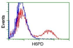 H6PD Monoclonal Antibody (OTI1H6), TrueMAB , OriGene 30 &mu;L; Unconjugated:Antibodies,
