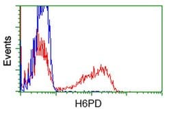 H6PD Mouse anti-Human, Clone: OTI2A7, liquid, TrueMAB 100 &mu;L; Unconjugated:Antibodies,