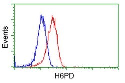 H6PD Mouse anti-Human, Clone: OTI2A7, liquid, TrueMAB 100 &mu;L; Unconjugated:Antibodies,