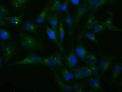 H6PD Monoclonal Antibody (OTI1H6), TrueMAB , OriGene 30 &mu;L; Unconjugated:Antibodies,