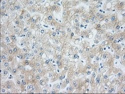 H6PD Monoclonal Antibody (OTI1H6), TrueMAB , OriGene 30 &mu;L; Unconjugated:Antibodies,