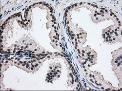 H6PD Mouse anti-Human, Clone: OTI2A7, liquid, TrueMAB 100 &mu;L; Unconjugated:Antibodies,