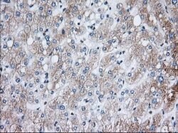 H6PD Mouse anti-Human, Clone: OTI2A7, liquid, TrueMAB 100 &mu;L; Unconjugated:Antibodies,