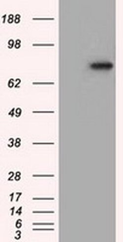 H6PD Monoclonal Antibody (OTI1H6), TrueMAB , OriGene 30 &mu;L; Unconjugated:Antibodies,