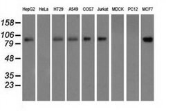 H6PD Mouse anti-Human, Clone: OTI2A7, liquid, TrueMAB 100 &mu;L; Unconjugated:Antibodies,