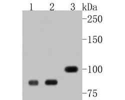 BRCA1 Polyclonal Antibody, Huabio 100 &mu;L; Unconjugated:Antibodies, Polyclonal