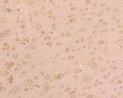 UGGT1 Polyclonal Antibody, Huabio 100 &mu;L | Buy Online | HUABIO RESEARCH INC | Fisher Scientific
