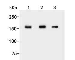 UGGT1 Polyclonal Antibody, Huabio 100 &mu;L | Buy Online | HUABIO RESEARCH INC | Fisher Scientific