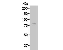 Complement factor B Polyclonal Antibody, Huabio 100 &mu;L; Unconjugated:Antibodies,