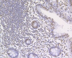 Histone H3 (acetyl K27) Polyclonal Antibody, Huabio 100 &mu;L; Unconjugated:Antibodies,