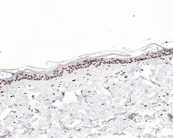 Histone H3 (acetyl K27) Polyclonal Antibody, Huabio 100 &mu;L; Unconjugated:Antibodies,
