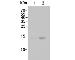 Histone H3 (acetyl K27) Polyclonal Antibody, Huabio 100 &mu;L; Unconjugated:Antibodies,
