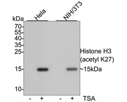Histone H3 (acetyl K27) Polyclonal Antibody, Huabio 100 &mu;L; Unconjugated:Antibodies,