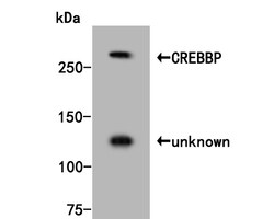 CREBBP Polyclonal Antibody, Huabio 100 &mu;L; Unconjugated:Antibodies,