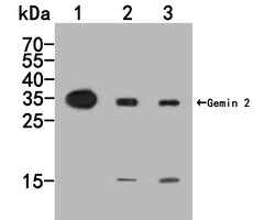 Gemin 2 Polyclonal Antibody, Huabio 100 &mu;L; Unconjugated:Antibodies,