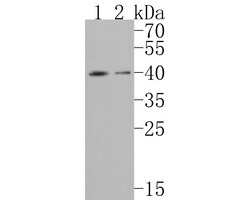 PAR1 Polyclonal Antibody, Huabio 100 &mu;L; Unconjugated:Antibodies, Polyclonal