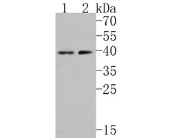 PAR1 Polyclonal Antibody, Huabio 100 &mu;L; Unconjugated:Antibodies, Polyclonal