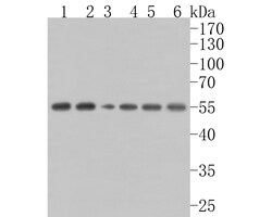 Monocarboxylic acid transporter 1 Polyclonal Antibody, Huabio 100 &mu;L;