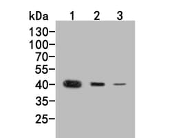MVD Polyclonal Antibody, Huabio 100 &mu;L; Unconjugated:Antibodies, Polyclonal