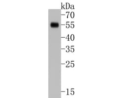 SOX17 Polyclonal Antibody, Huabio 100 &mu;L; Unconjugated:Antibodies, Polyclonal