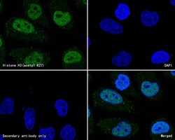 Histone H3 (acetyl K27) Monoclonal Antibody (A6D6), Huabio 100 &mu;L; Unconjugated:Antibodies,