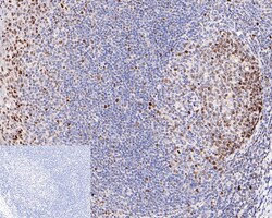 Histone H3 (acetyl K27) Monoclonal Antibody (A6D6), Huabio 100 &mu;L; Unconjugated:Antibodies,