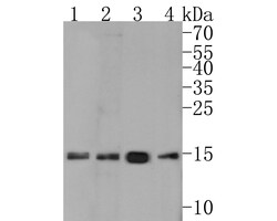 Histone H3 (acetyl K27) Monoclonal Antibody (A6D6), Huabio 100 &mu;L; Unconjugated:Antibodies,