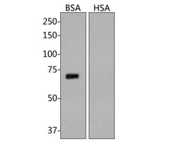 BSA Monoclonal Antibody (A7D10), Huabio 100 &mu;L; Unconjugated:Antibodies,