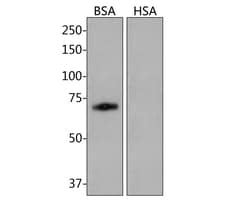 BSA Monoclonal Antibody (A7D11), Huabio 100 &mu;L; Unconjugated:Antibodies,