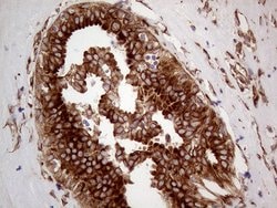 HABP2 Mouse anti-Human, Clone: OTI8D6, lyophilized, TrueMAB 100 &mu;g;