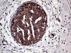 HABP2 Monoclonal Antibody (OTI5H3), TrueMAB , OriGene 100 &mu;L; Unconjugated:Antibodies,