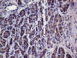 HABP2 Monoclonal Antibody (OTI5H3), TrueMAB , OriGene 100 &mu;L; Unconjugated:Antibodies,