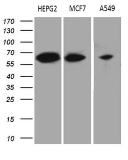 HABP2 Monoclonal Antibody (OTI8D6), TrueMAB , OriGene:Antibodies:Primary
