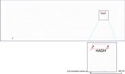 HADH Mouse anti-Human, Clone: UMAB151, liquid, UltraMAB 30 &mu;L; Unconjugated:Antibodies,
