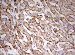 HADH Monoclonal Antibody (OTI7C9), TrueMAB , OriGene:Antibodies:Primary