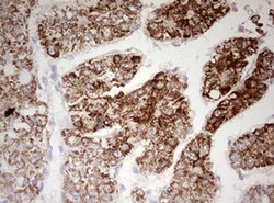 HADH Monoclonal Antibody (OTI7C9), TrueMAB , OriGene 100 &mu;L; Unconjugated:Antibodies,