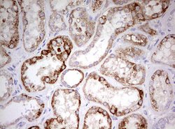 HADH Mouse anti-Human, Clone: OTI3D12, lyophilized, TrueMAB 100 &mu;g;