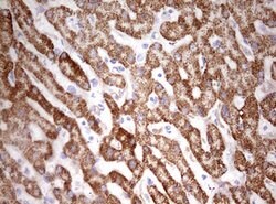 HADH Mouse anti-Human, Clone: OTI3D12, lyophilized, TrueMAB 100 &mu;g;