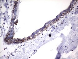 HADH Mouse anti-Human, Clone: UMAB151, liquid, UltraMAB 30 &mu;L; Unconjugated:Antibodies,