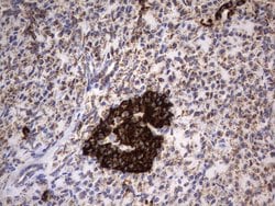 HADH Mouse anti-Human, Clone: UMAB151, liquid, UltraMAB 30 &mu;L; Unconjugated:Antibodies,