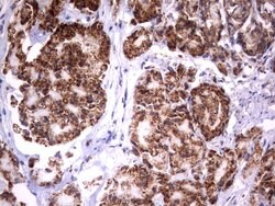HADH Mouse anti-Human, Clone: UMAB151, liquid, UltraMAB 30 &mu;L; Unconjugated:Antibodies,