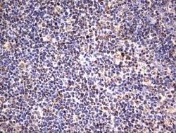 HADH Mouse anti-Human, Clone: UMAB151, liquid, UltraMAB 30 &mu;L; Unconjugated:Antibodies,