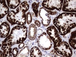 HADH Mouse anti-Human, Clone: UMAB151, liquid, UltraMAB 30 &mu;L; Unconjugated:Antibodies,