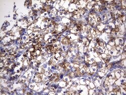 HADH Mouse anti-Human, Clone: UMAB151, liquid, UltraMAB 30 &mu;L; Unconjugated:Antibodies,